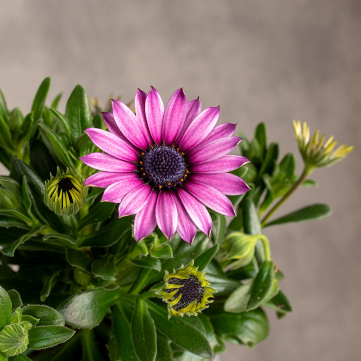Stokrotka Afrykańska 'Margarita Dark Pink' | Tomaszewski