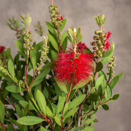 Kuflik cytrynowy