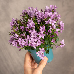 Kampanula 'Ambella Pink' | Tomaszewski