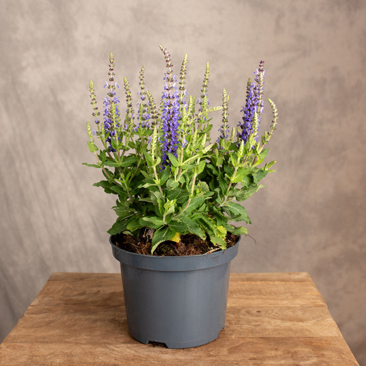 Lawenda wąskolistna | Lavandula angustifolia