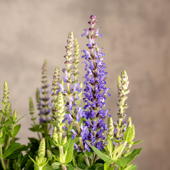 Lawenda wąskolistna | Lavandula angustifolia