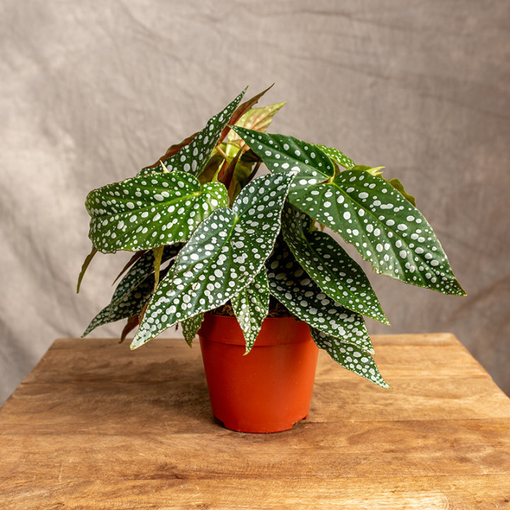 Begonia 'Double Dot' | Tomaszewski