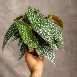 Begonia 'Double Dot' | Tomaszewski
