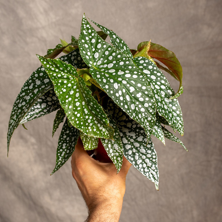 Begonia 'Double Dot' | Tomaszewski