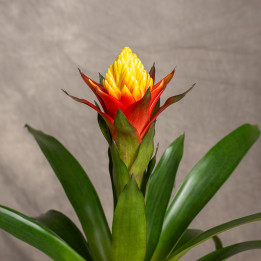Guzmania 'Yeltix' | Tomaszewski