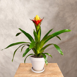 Guzmania 'Yeltix' | Tomaszewski