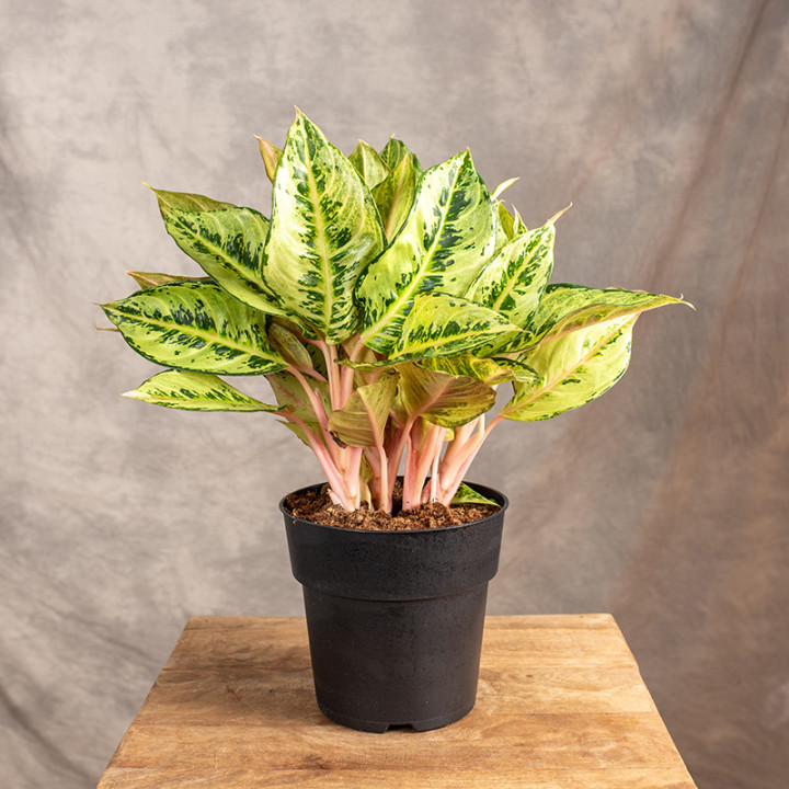 Aglonema 'Chartreuse Pretty' | Tomaszewski