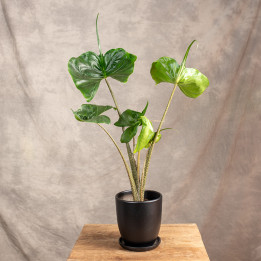Alokazja Stingray | Duża | Alocasia macrorrhiza 'Stingray'