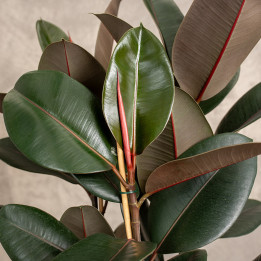 Fikus sprężysty 'Abidjan' | 3-pędowy | Duży | Ficus elastica 'Abidjan'