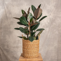 Fikus sprężysty 'Abidjan' | 3-pędowy | Duży | Ficus elastica 'Abidjan'