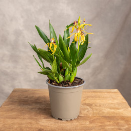 Storczyk 'Encyclia' | Tomaszewski