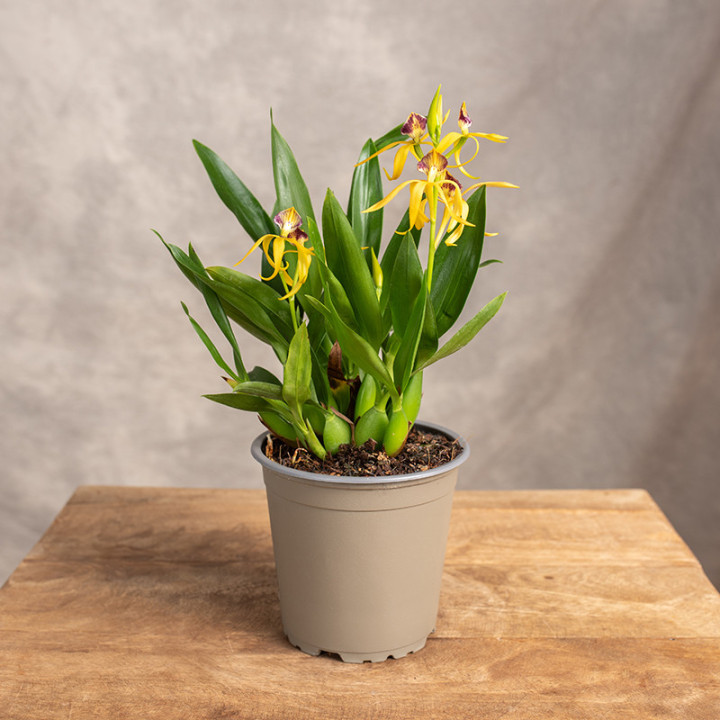 Storczyk 'Encyclia' | Tomaszewski