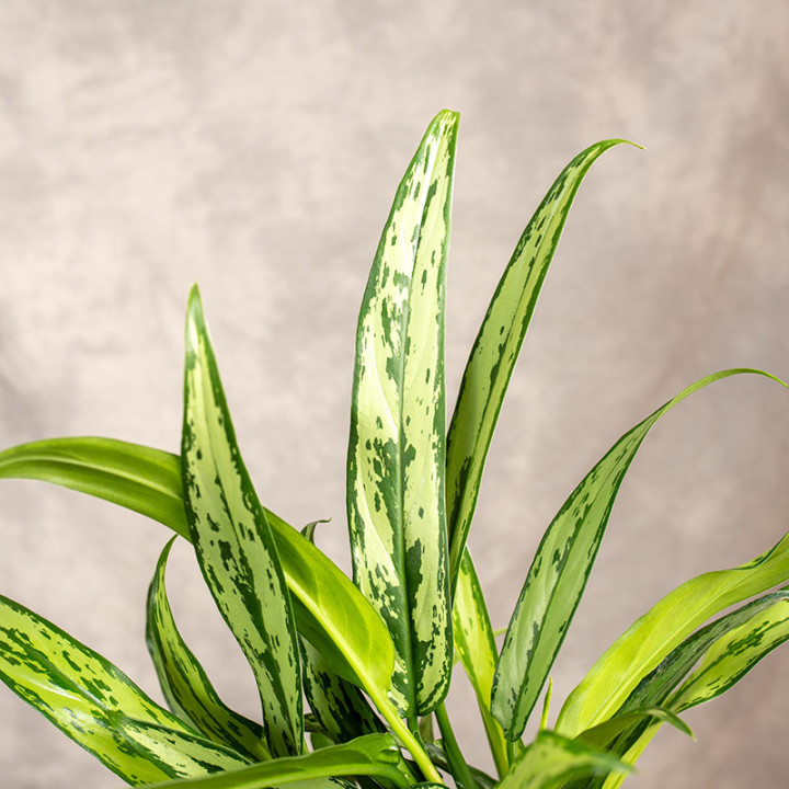 Aglaonema 'Cutlass' | Tomaszewski