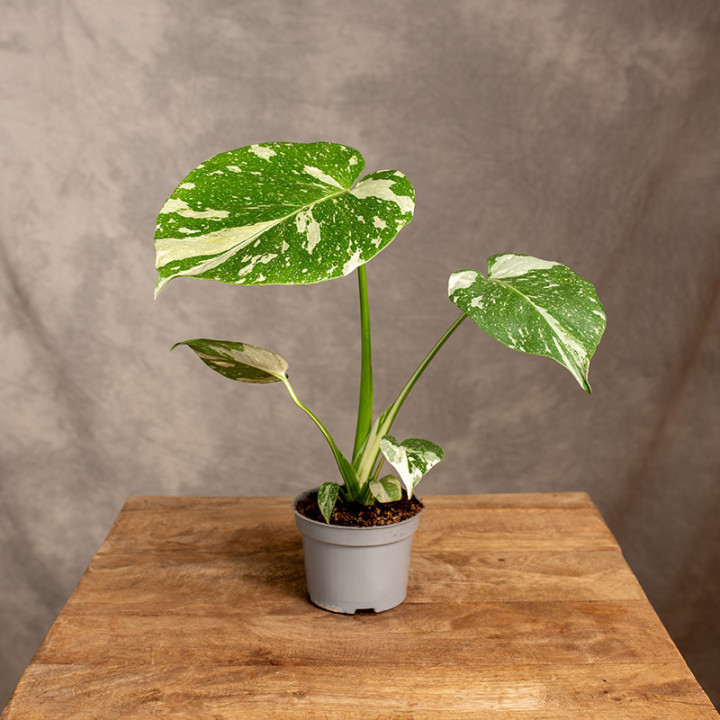 Monstera 'Thai Constellation' | Tomaszewski