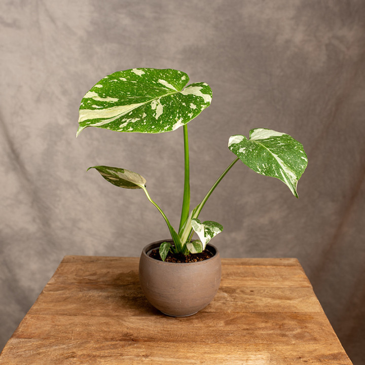 Monstera 'Thai Constellation' | Tomaszewski