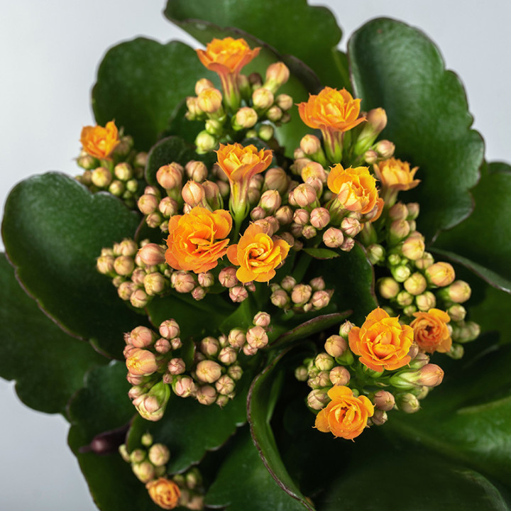 Kalanchoe MIX kolorów | Tomaszewski
