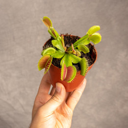 Muchołówka amerykańska | Dionaea muscipula