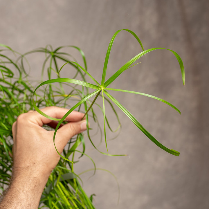 Cyperus 'Alternifolius' | Tomaszewski