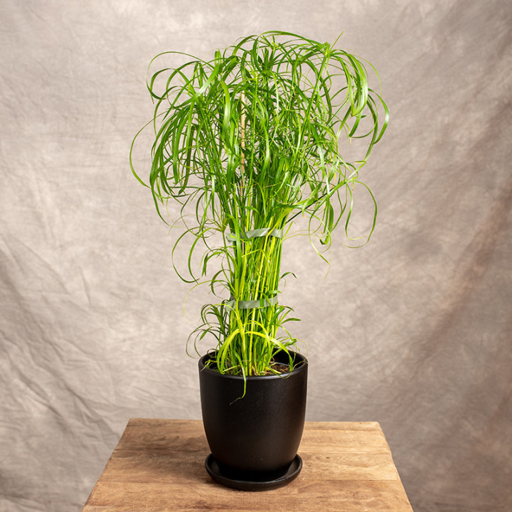 Cyperus 'Alternifolius' | Tomaszewski
