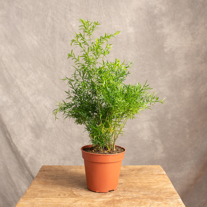 Asparagus 'Cwebe' | Tomaszewski