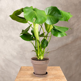 Monstera deliciosa | Monstera dziurawa