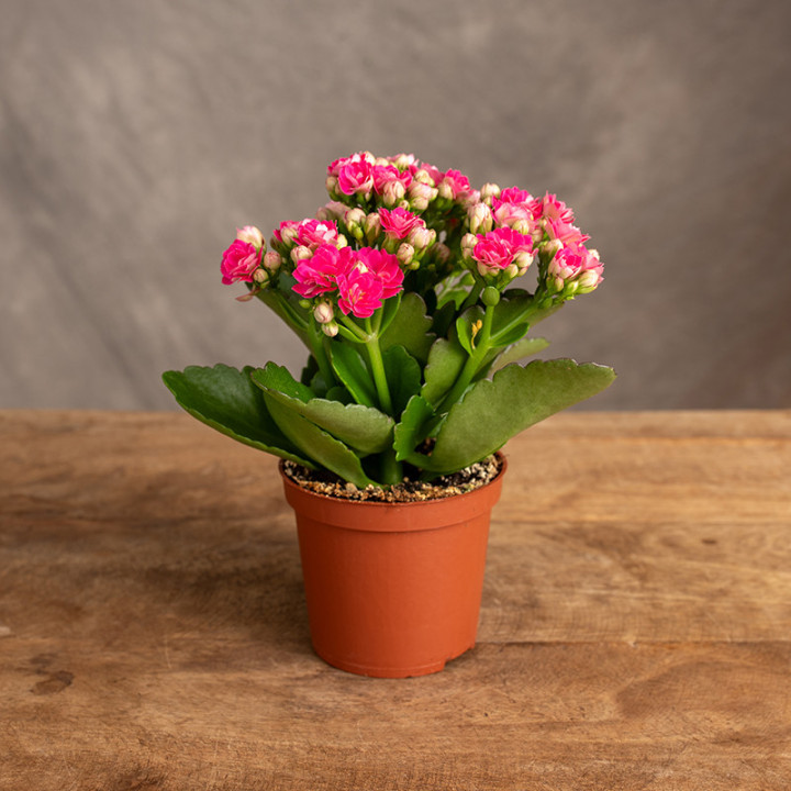 Kalanchoe różowe | Tomaszewski