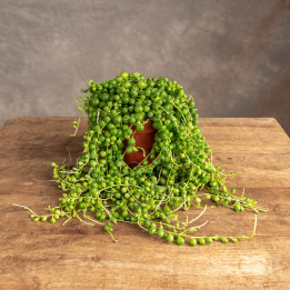 Senecio Rowleya | Tomaszewski