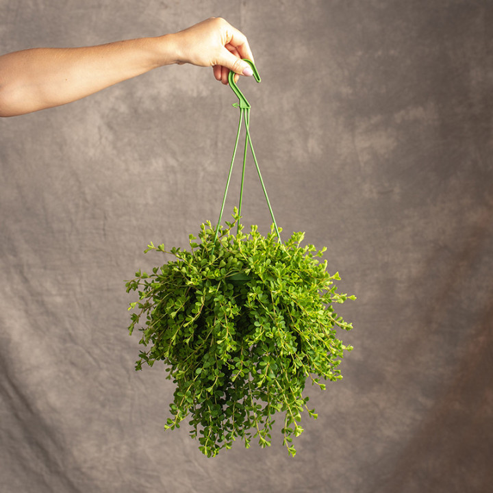 Peperomia 'Isabelle' | Tomaszewski