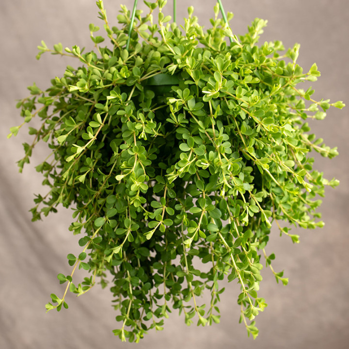 Peperomia 'Isabelle' | Tomaszewski