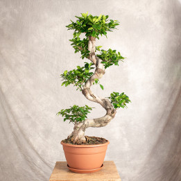 Bonsai Ficus Ginseng | Tomaszewski