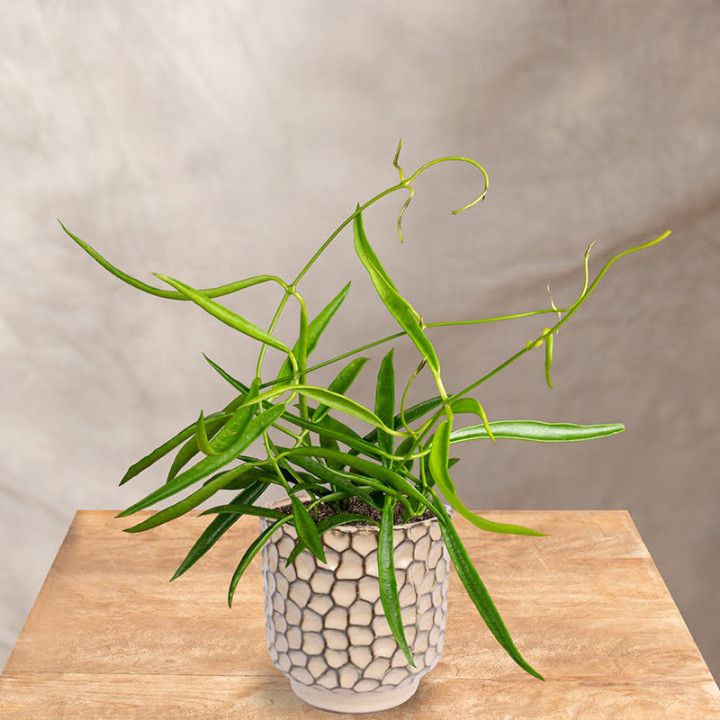 Hoya longifolia 'China Beans' | Tomaszewski