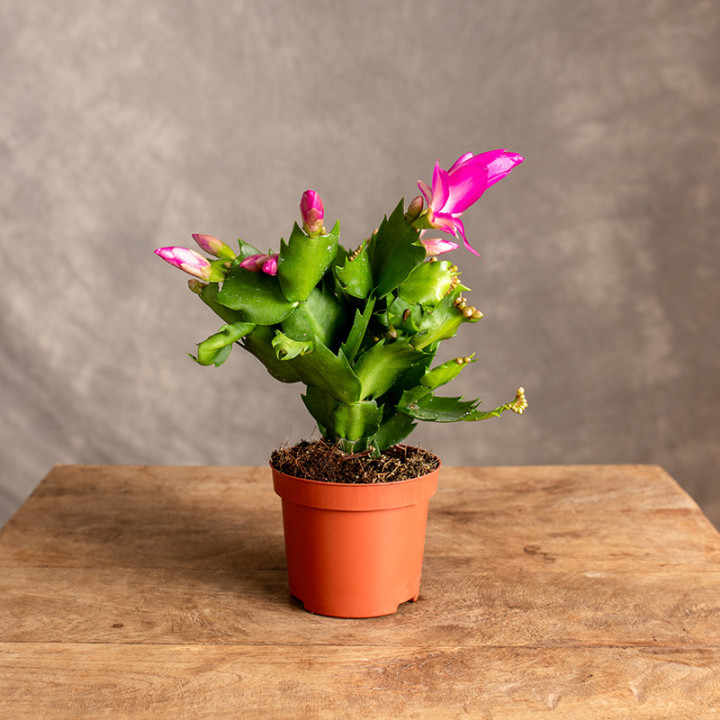 Kaktus bożonarodzeniowy | Szlumbergera | Schlumbergera