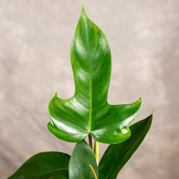 Filodendron 'Florida' | Tomaszewski