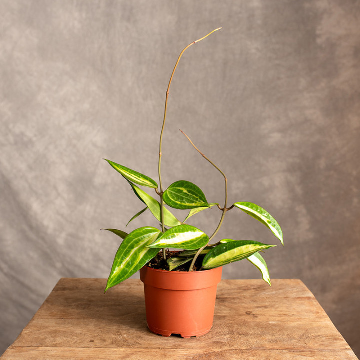 Hoya latifolia 'Pot of Gold' Hoja ⌀11 cm | Tomaszewski