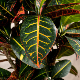 Kroton 'Petra' | Tomaszewski