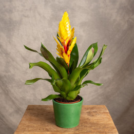 Frizea 'Intenso Yellow' | Tomaszewski