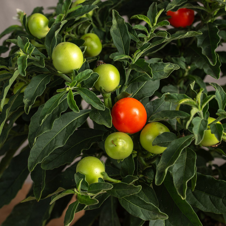 Solanum Psianka | Tomaszewski