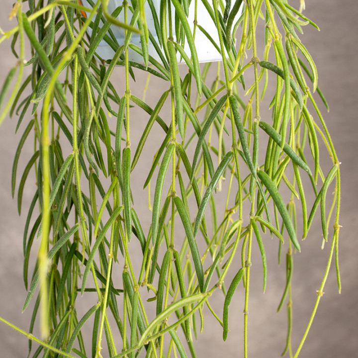 Hoja linearis | Tomaszewski