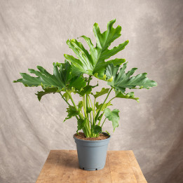 Filodendron 'Little Hope' | Tomaszewski