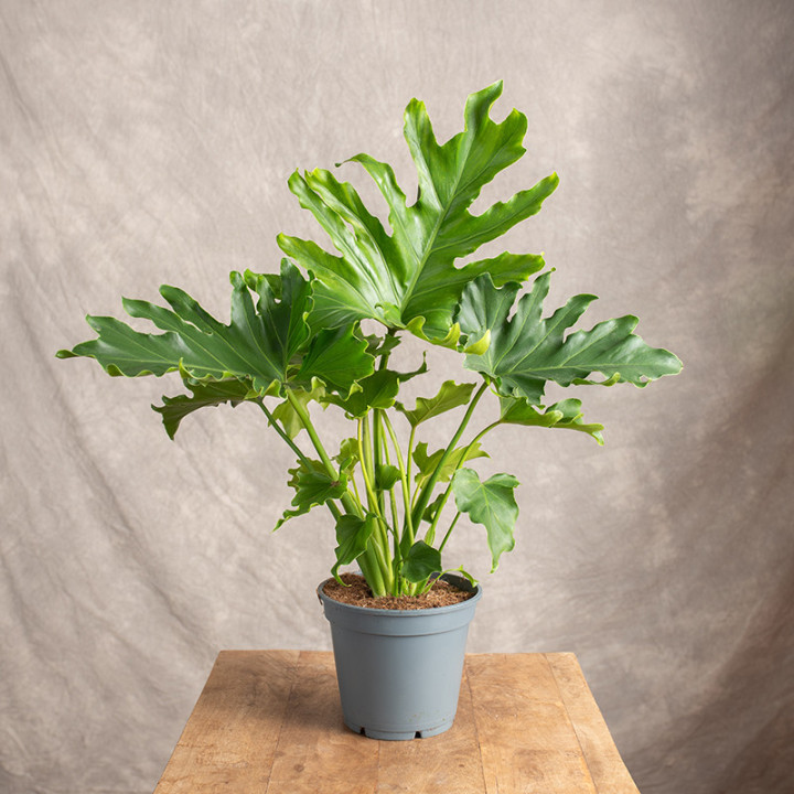 Filodendron 'Little Hope' | Tomaszewski