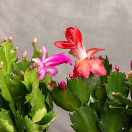 Kaktus bożonarodzeniowy | Szlumbergera | Schlumbergera