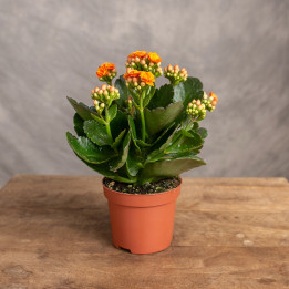 Kalanchoe pomarańczowe | Tomaszewski