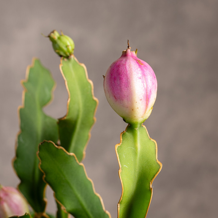 Epiphyllum guatemalense f. monstrosa | Tomaszewski