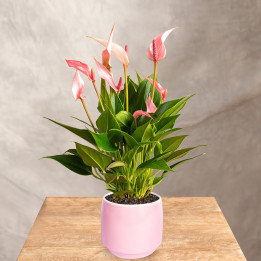 Anturium 'Lilli Pink' | Tomaszewski