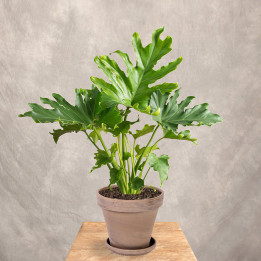 Filodendron 'Little Hope' | Tomaszewski