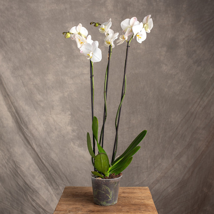 Storczyk duży | Biały | Phalaenopsis