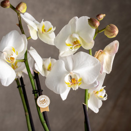 Storczyk duży | Biały | Phalaenopsis