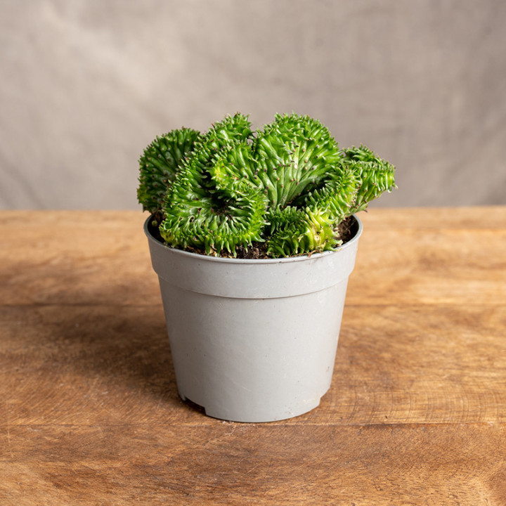 Euphorbia 'Cristata' | Tomaszewski
