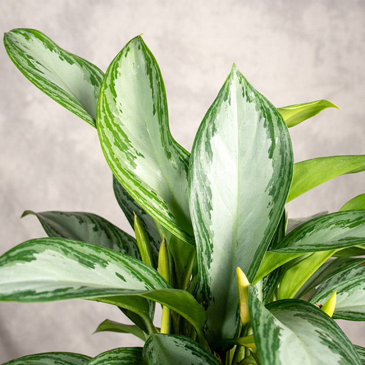 Aglonema 'Silver Bay' | Tomaszewski