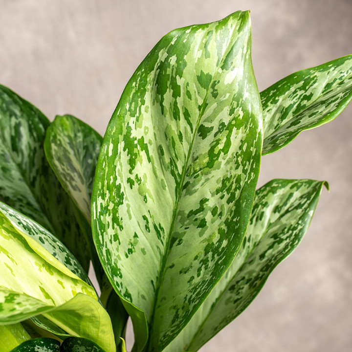 Aglonema 'Greenlight' | Tomaszewski